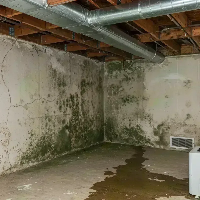 Professional Mold Removal in Cumberland, KY